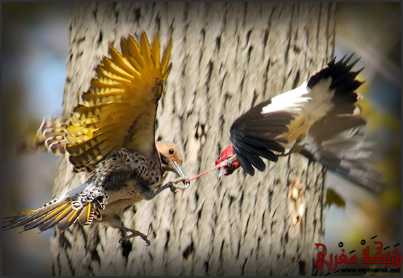 صراع طائرين على دودة